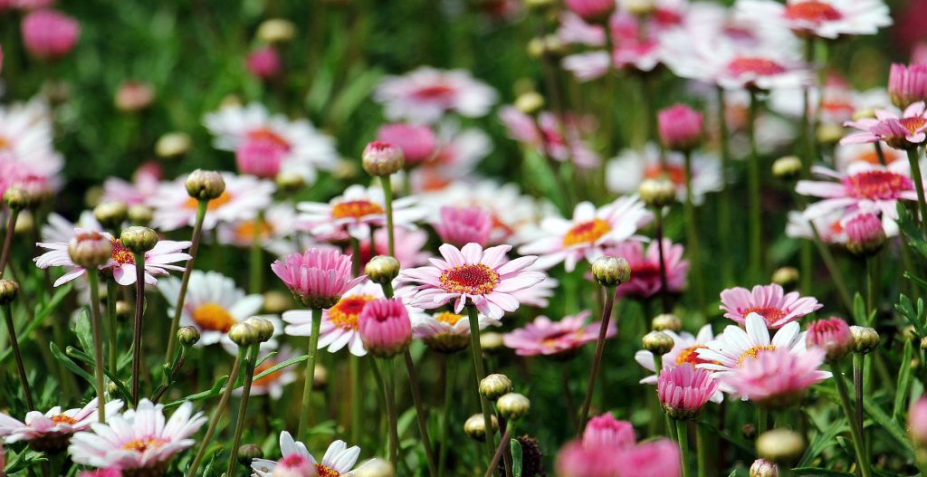 A field of pink and white flowers.